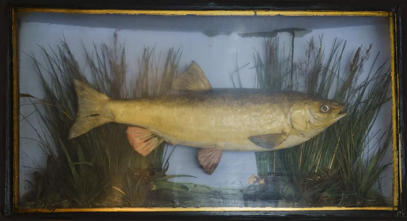 Large taxidermy fish decoration mounted on the wall at Molesey Fish Bar