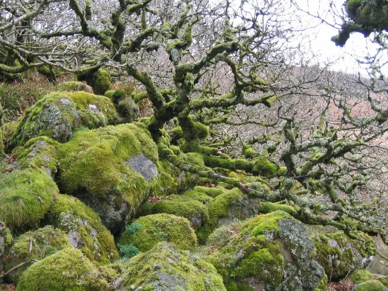 ncient, twisted oak trees covered in moss growing amongst large, mossy boulders in Wistman's Wood, Dartmoor
