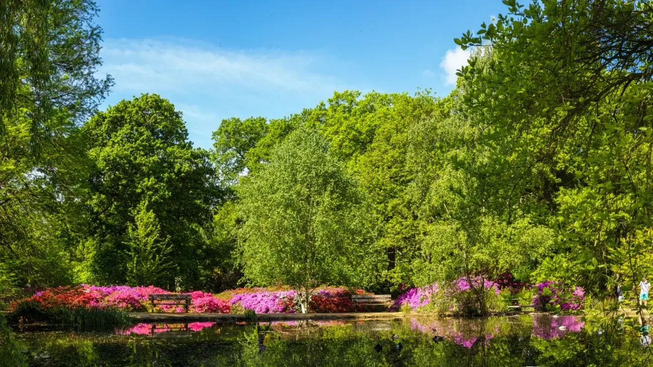 Vibrant azaleas blooming beside a reflective pond in Isabella Plantation, Richmond Park, one of the stunning Royal Parks in London