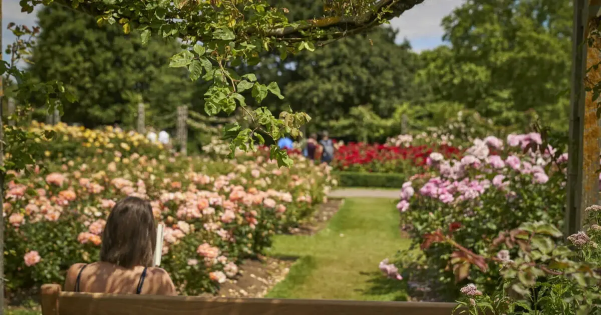 Beautiful rose beds in Queen Mary's Gardens, Regent's Park - lovely Thing to Do in London with Kids