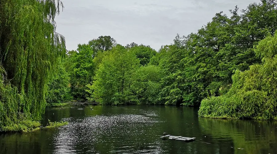 Shady pond surrounded by lush green trees in one of the peaceful Parks in London