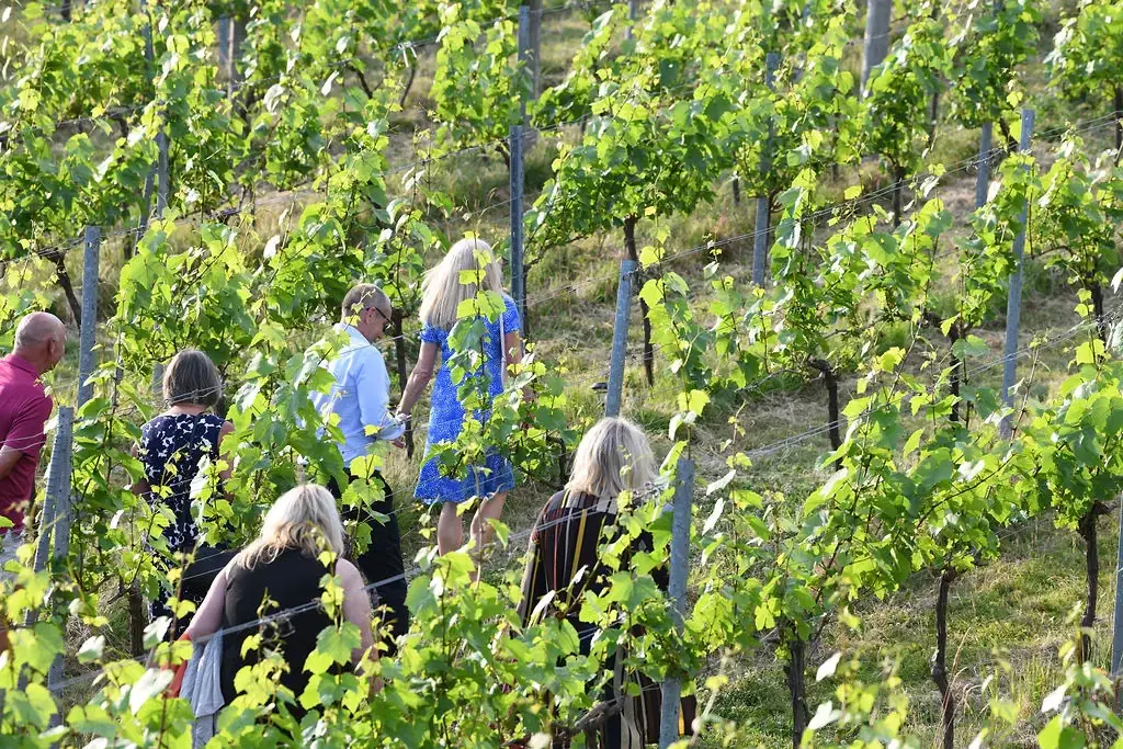 Tour group exploring a Sussex vineyard near Brighton, a relaxing Thing to Do in Brighton