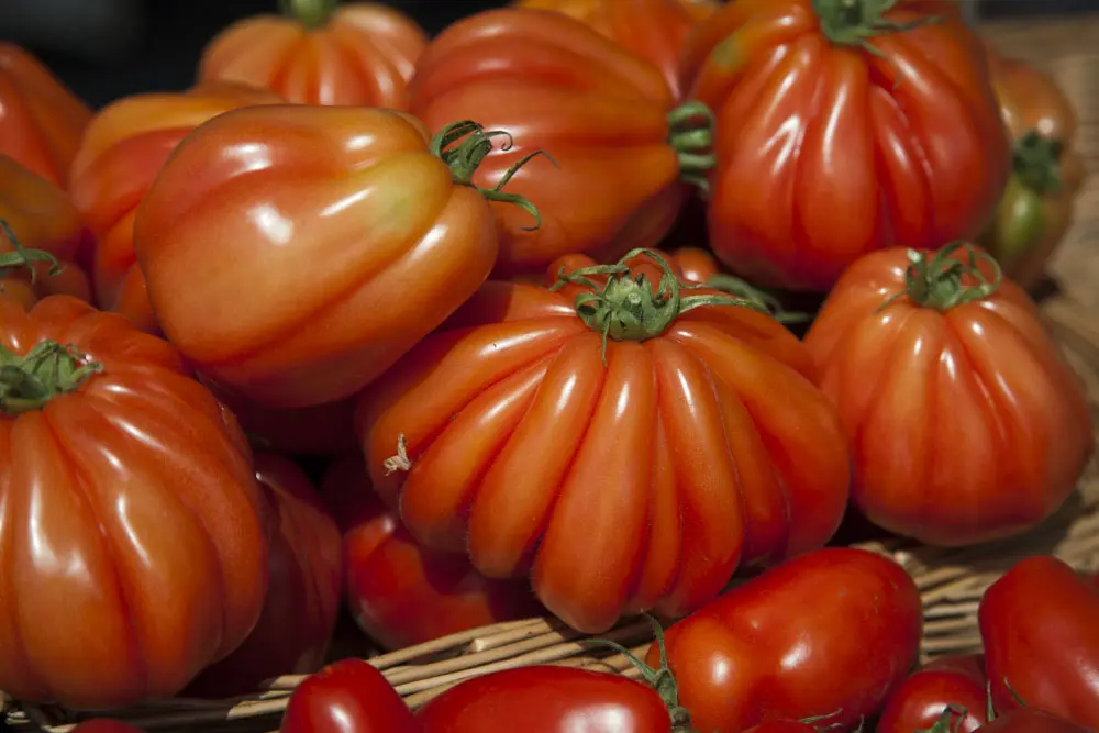 Close-up of large, red heirloom tomatoes piled in a basket at a market.