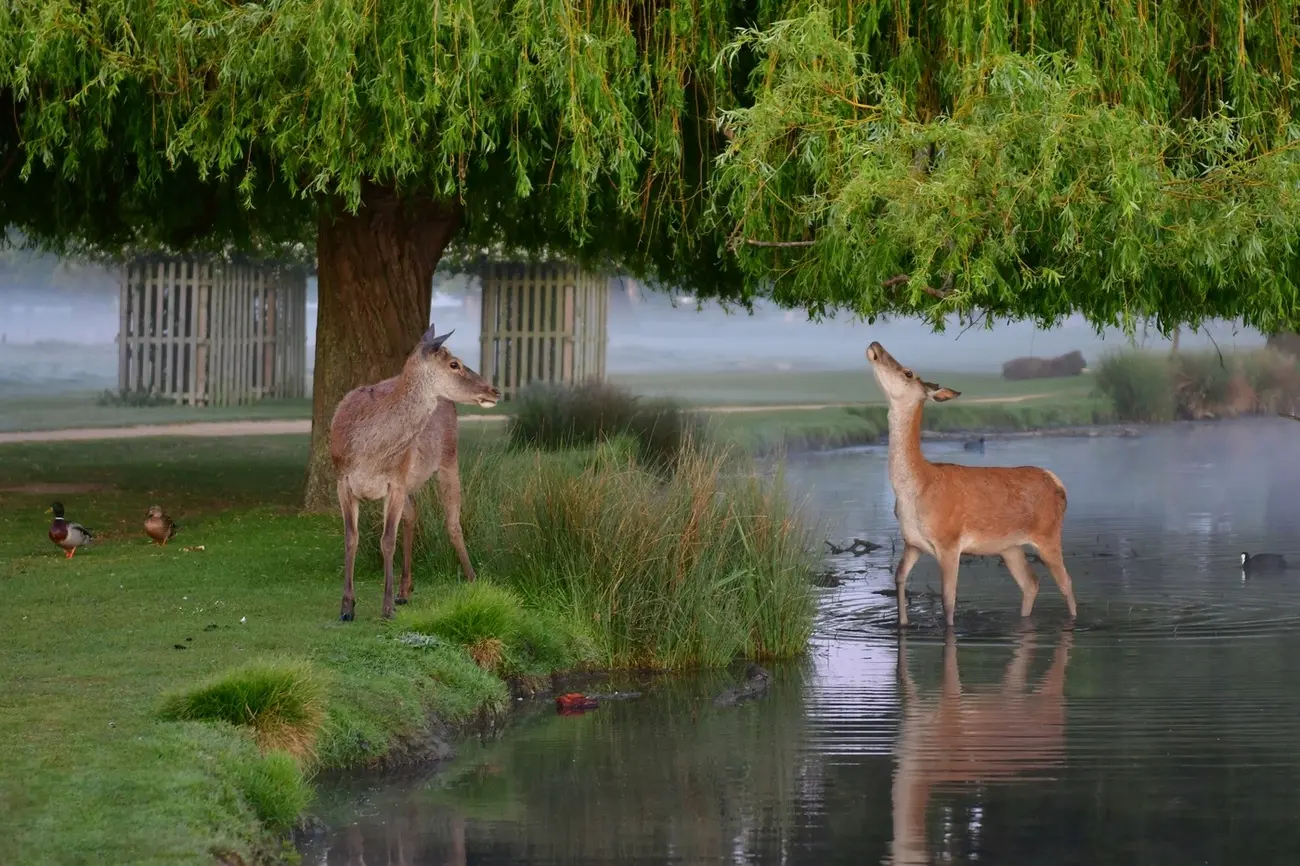 Two deer by a lake under a weeping willow tree in one of London's Royal Parks in London